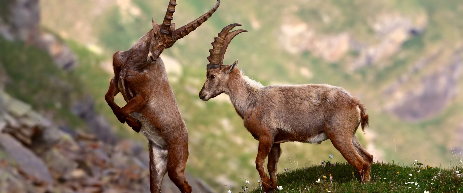 Gran Paradiso: natura incontaminata e testimonianze millenarie
