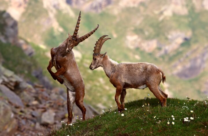 Gran Paradiso: natura incontaminata e testimonianze millenarie